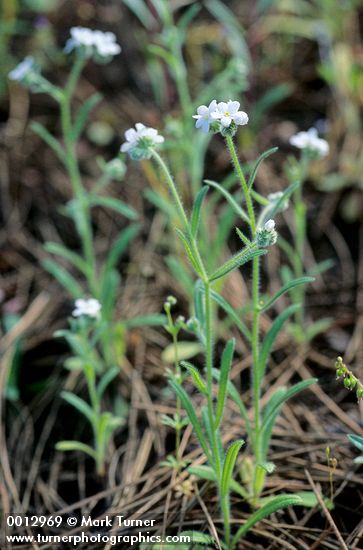 Cryptantha intermedia