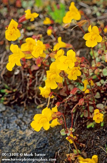 Mimulus guttatus