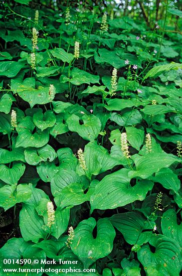 Maianthemum dilatatum