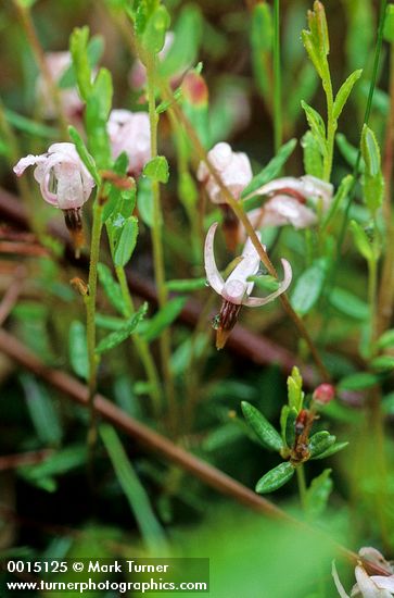Vaccinium oxycoccos