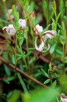 Small Cranberry blossoms detail