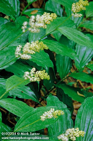 Smilacena racemosa (Maianthemum racemosum ssp. racemosum)