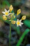 Triteleia hendersonii