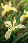 Iris bracteata