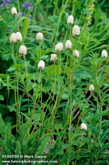 Polygonum bistortoides