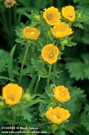 Potentilla flabellifolia