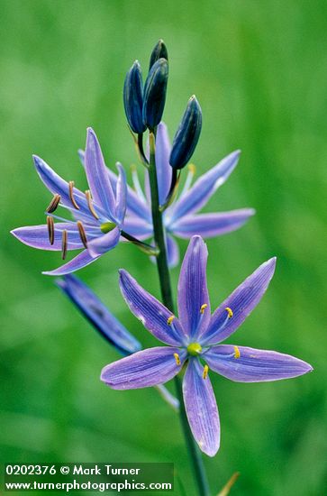 Camassia quamash