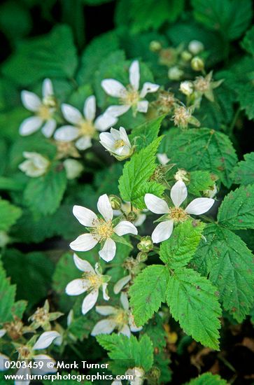 Rubus ursinus