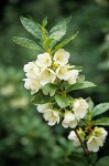 White Rhododendron blossoms