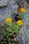Golden Fleabane