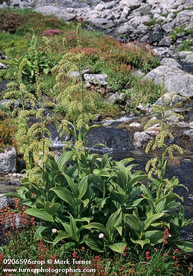Veratrum viride; Leptarrhena pyrolifolia