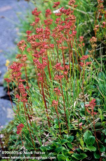 Leptarrhena pyrolifolia