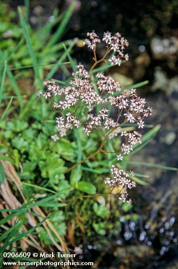 Saxifraga nelsoniana</em> ssp. <em>cascadensis