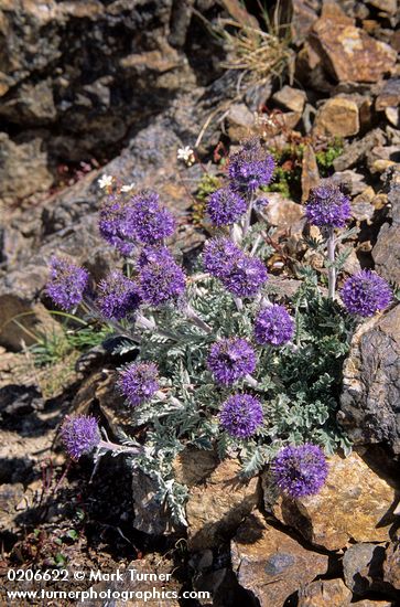 Phacelia sericea