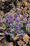 Silky Phacelia (Sky-Pilot)