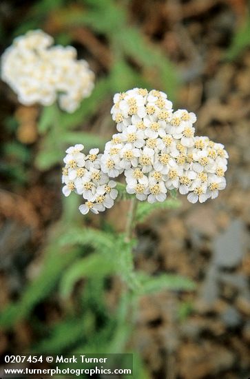 Achillea millefolium