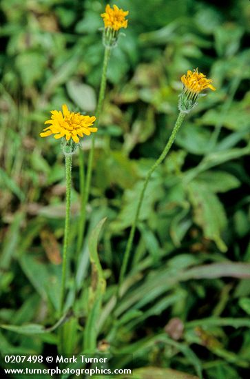 Hieracium gracile