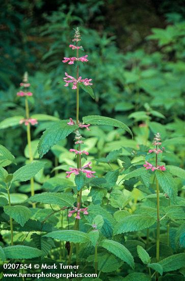 Stachys chamisonis</em> var. <em>cooleyae