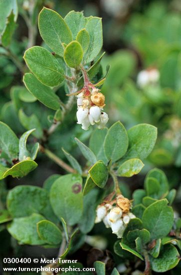 Arctostaphylos columbiana