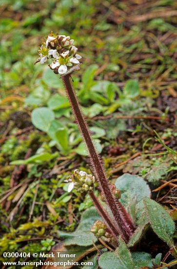 Saxifraga integrifolia