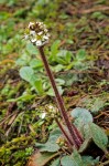 Northwestern Saxifrage