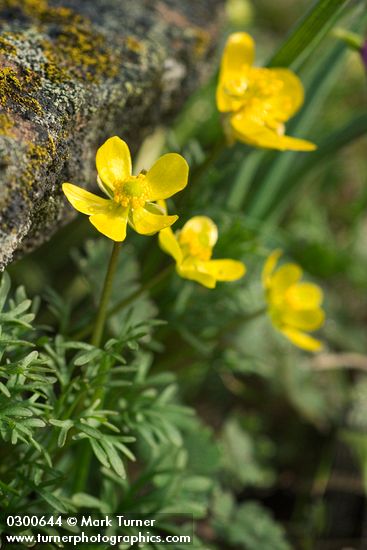 Ranunculus triternatus (R. reconditus); Olsynium douglasii