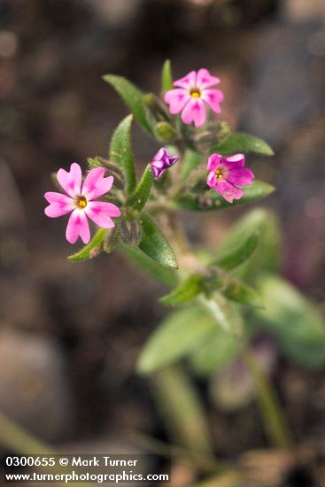Phlox gracilis