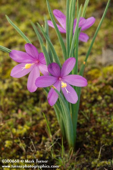 Olsynium douglasii