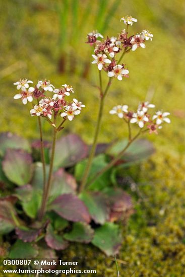Saxifraga occidentalis