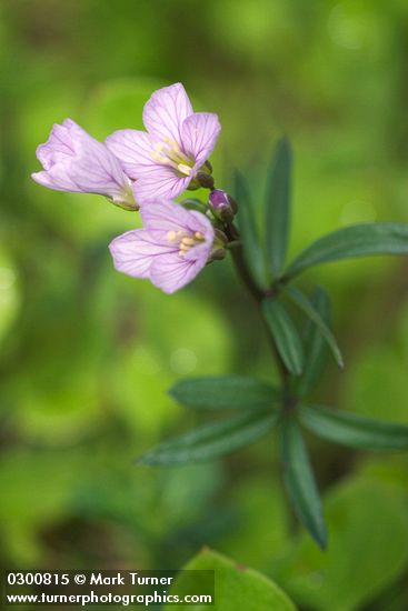Cardamine nuttallii var. nuttallii (C. pulcherrima)