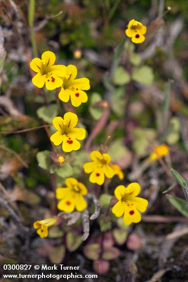 Mimulus alsinoides