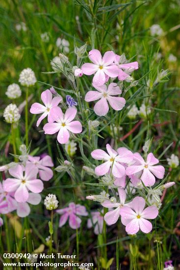 Phlox longifolia
