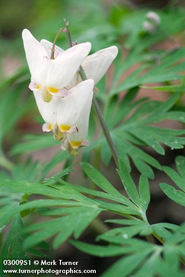 Dicentra cucullaria