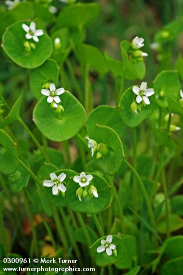 Claytonia perfoliata
