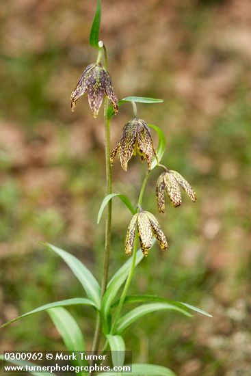 Fritillaria affinis