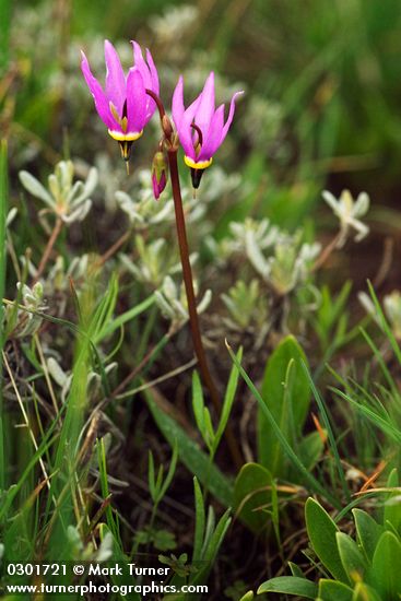 Dodecatheon conjugens