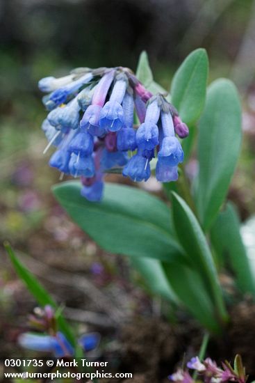 Mertensia longiflora