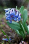Mertensia longiflora