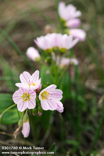 Claytonia lanceolata