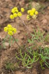 Hamblen's Desert-parsley