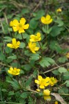 Sagebrush Buttercup