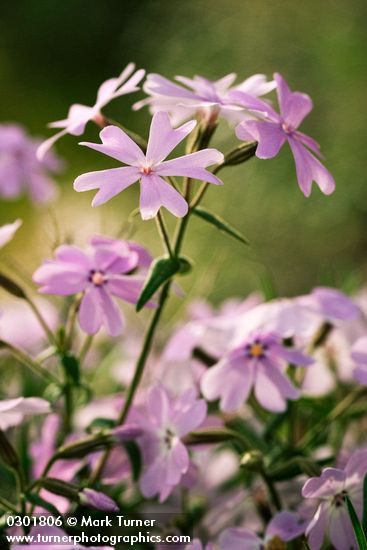 Phlox speciosa
