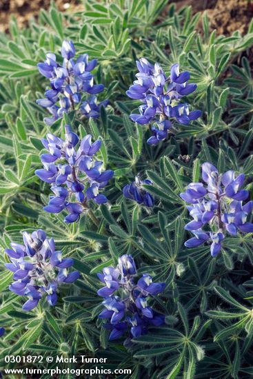 Lupinus lepidus</em> var. <em>lepidus