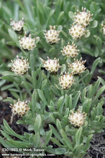 Antennaria dimorpha