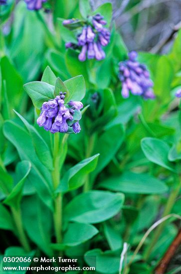 Mertensia oblongifolia
