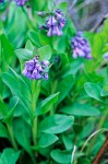 Mertensia oblongifolia