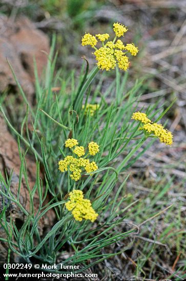 Lomatium triternatum