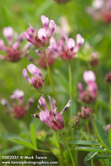 Trifolium willdenowii