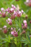 Trifolium willdenowii