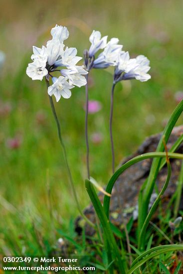 Triteleia grandiflora</em> var. <em>howellii